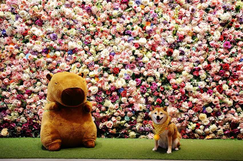 雲林古坑粉紅泡泡,雲林十大打卡聖地,雲林絕對不能錯過的景點,