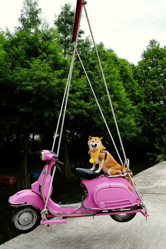 雲林古坑粉紅泡泡,雲林十大打卡聖地,雲林絕對不能錯過的景點,