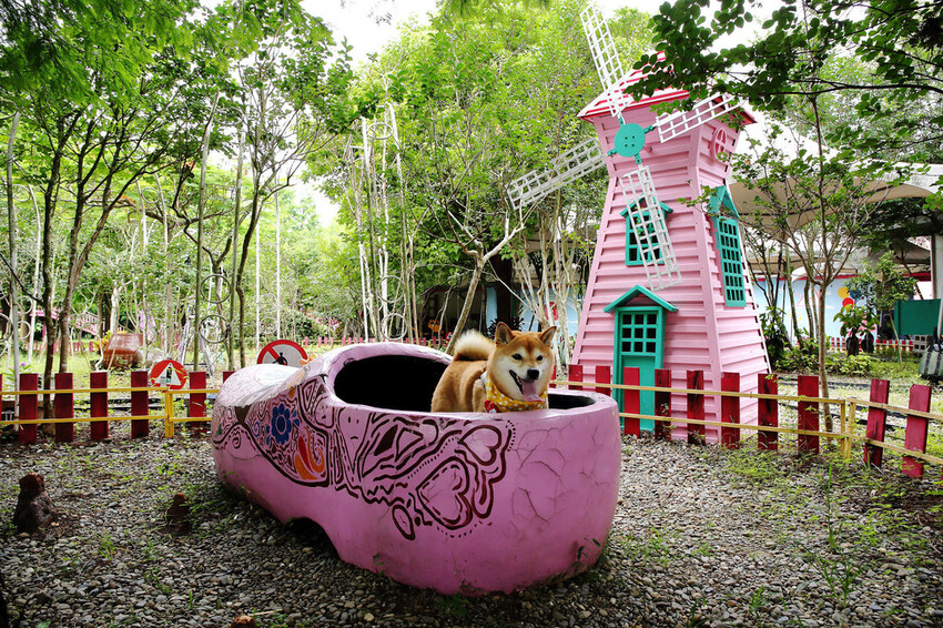 雲林古坑粉紅泡泡,雲林十大打卡聖地,雲林絕對不能錯過的景點,