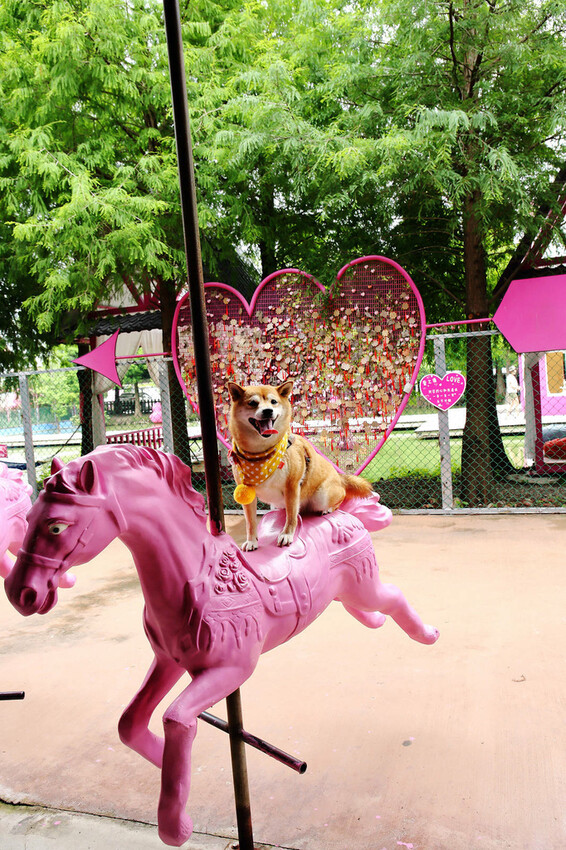 雲林古坑粉紅泡泡,雲林十大打卡聖地,雲林絕對不能錯過的景點,
