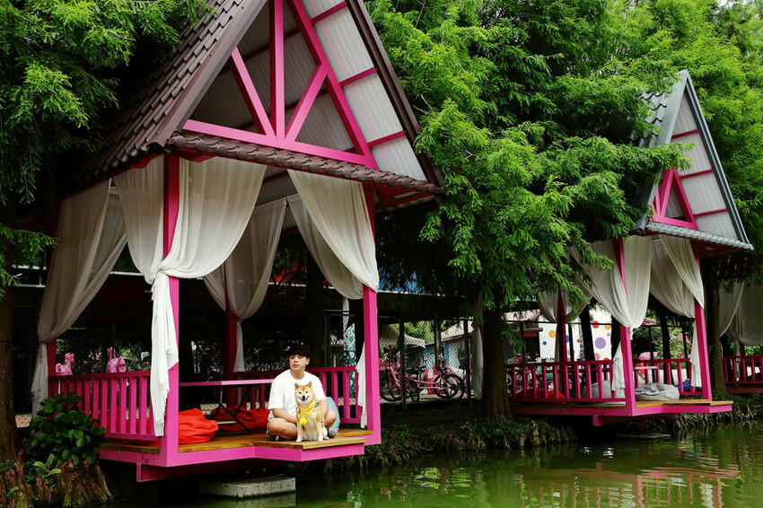 雲林古坑粉紅泡泡,雲林十大打卡聖地,雲林絕對不能錯過的景點,
