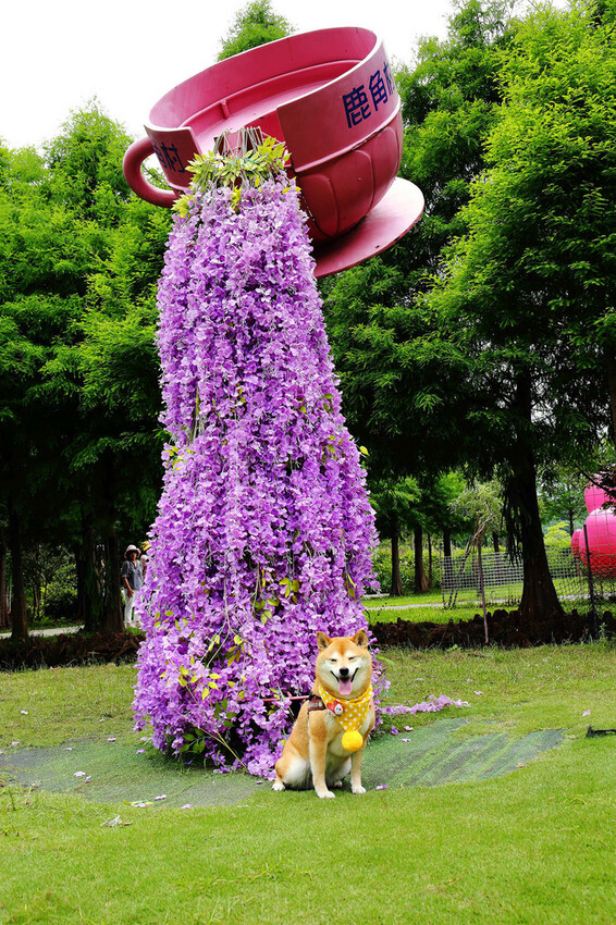 雲林古坑粉紅泡泡,雲林十大打卡聖地,雲林絕對不能錯過的景點,