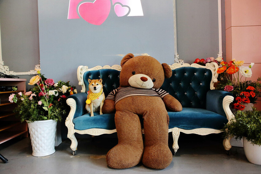 雲林古坑粉紅泡泡,雲林十大打卡聖地,雲林絕對不能錯過的景點,