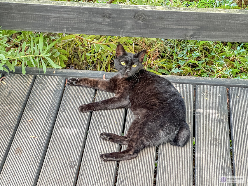 日本伊東美食,森林裡的秘密咖啡廳!三明治與咖啡,品質卓越。