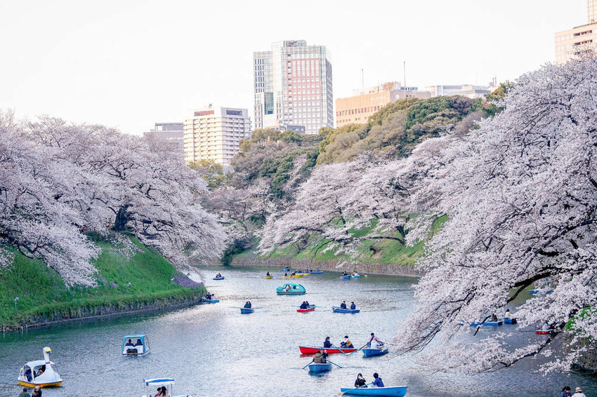 日本東京 高圓寺阿波舞祭典 交通地點資訊 日本夏季祭典代表之一