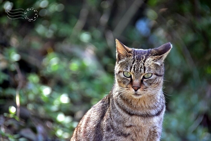 新北瑞芳：【三貂嶺】基隆河彎，聖地牙哥，仙境般的世外桃源