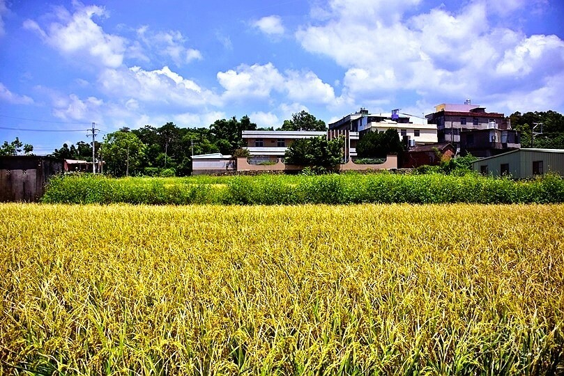 苑裡山腳社區稻田