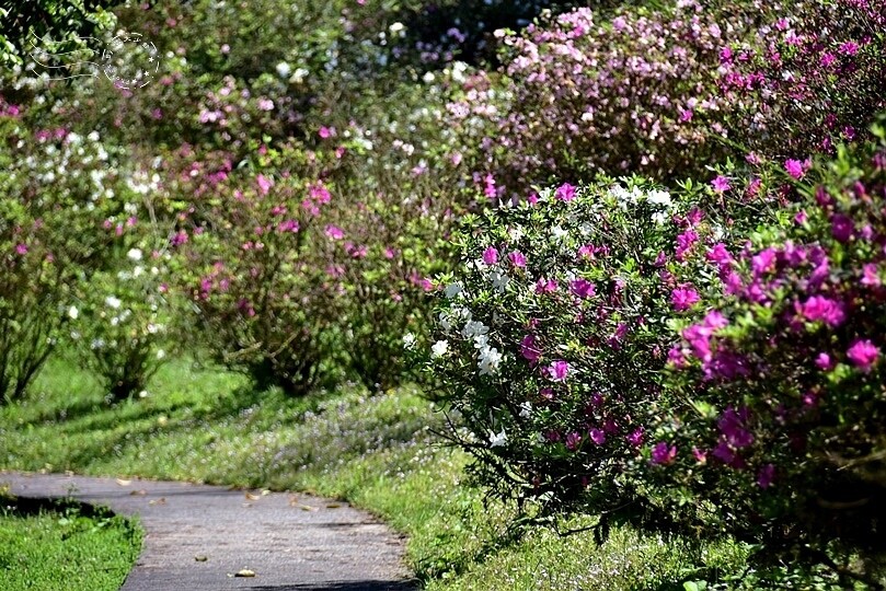 新北瑞芳：【三貂嶺】基隆河彎，聖地牙哥，仙境般的世外桃源