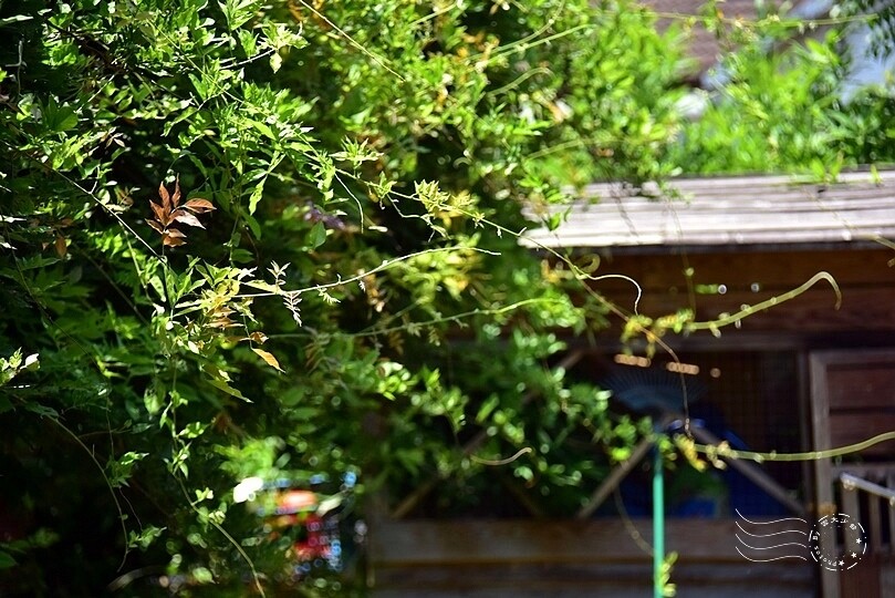 山腳國小日治後期宿舍群
