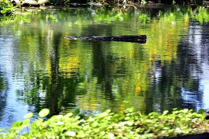 山腳國小池塘
