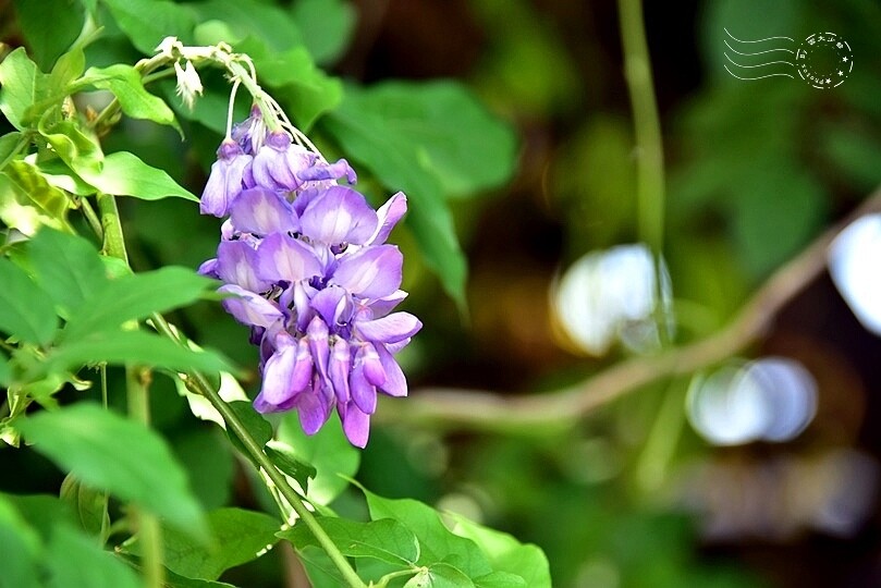 山腳國小日治後期宿舍群紫藤花