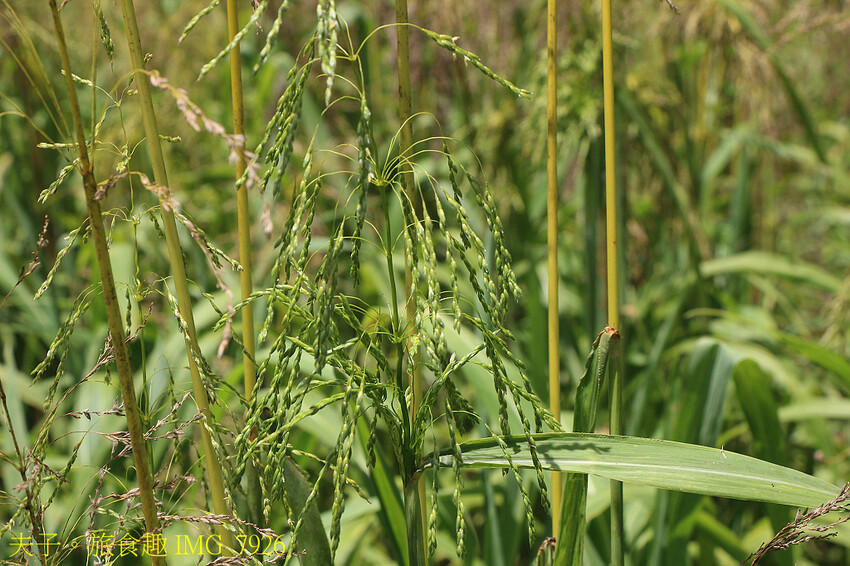 茂林萬山部落觀光振興：成就卓著 展現新機遇