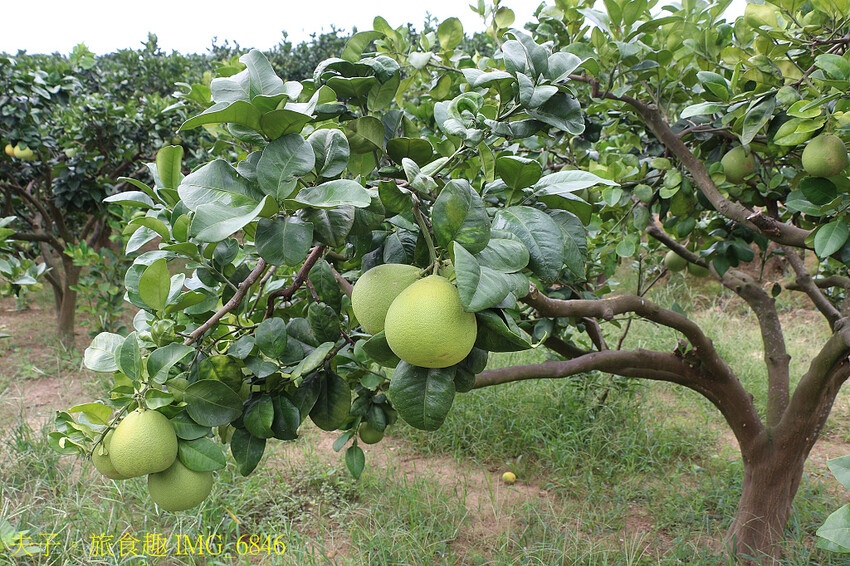 2024「幸福柚 遊幸福」八里區農會 - 小農電舖直銷站 文 2024「幸福柚 遊幸福」八里區農會 - 小農電舖直銷站 文