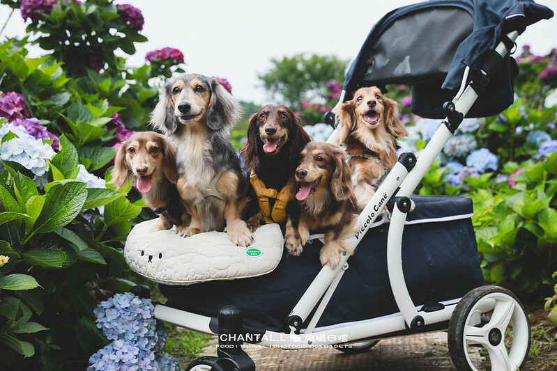 1J6A3965-2 拷貝 1J6A3965-2 拷貝