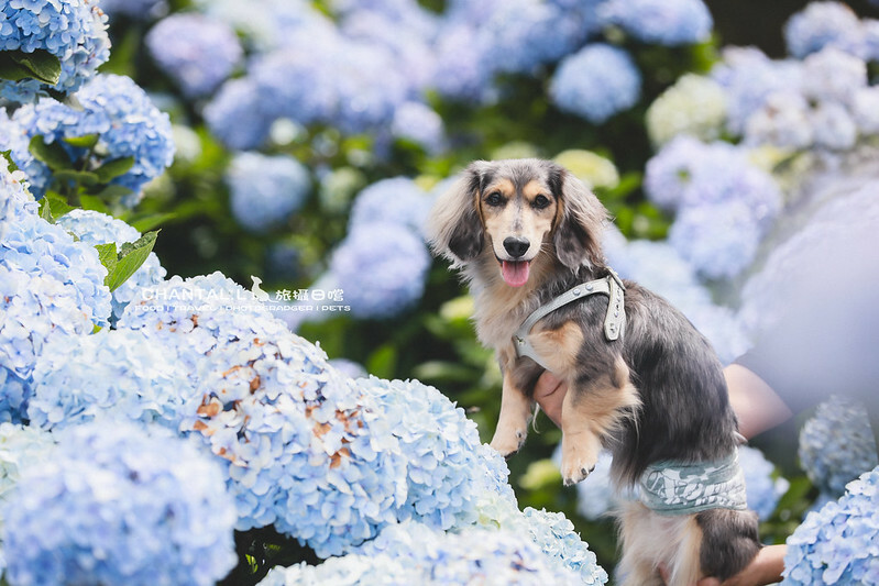 1J6A4016-2 拷貝 1J6A4016-2 拷貝