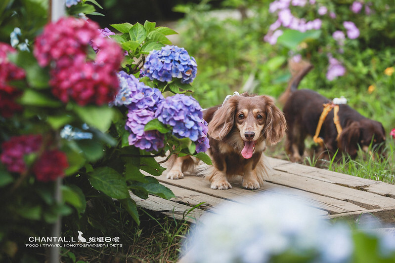 1J6A3983-2 拷貝 2 1J6A3983-2 拷貝 2