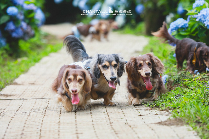 1J6A4096-2 拷貝 2 1J6A4096-2 拷貝 2