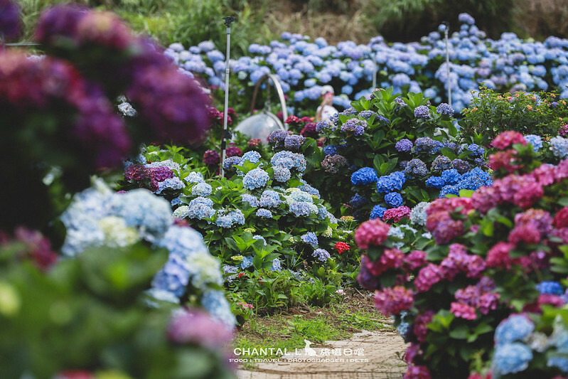 1J6A4099-2 拷貝 1J6A4099-2 拷貝