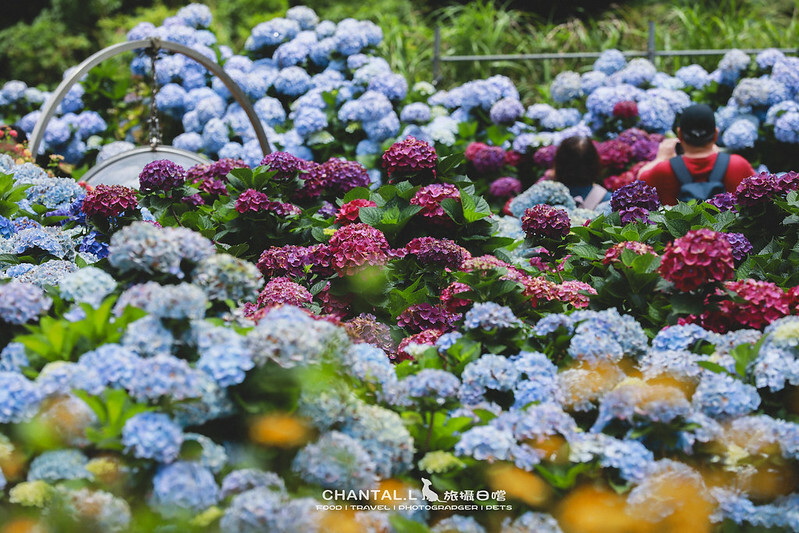 1J6A4134-2 拷貝 1J6A4134-2 拷貝