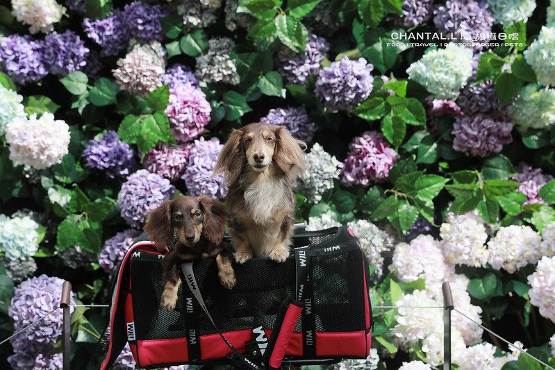 1J6A2534拷貝-2 拷貝