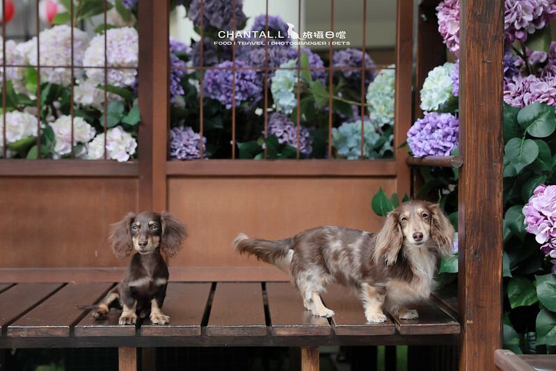 1J6A2415拷貝-2 拷貝