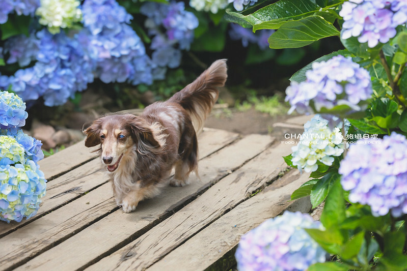 1J6A3992-2 拷貝 2 1J6A3992-2 拷貝 2