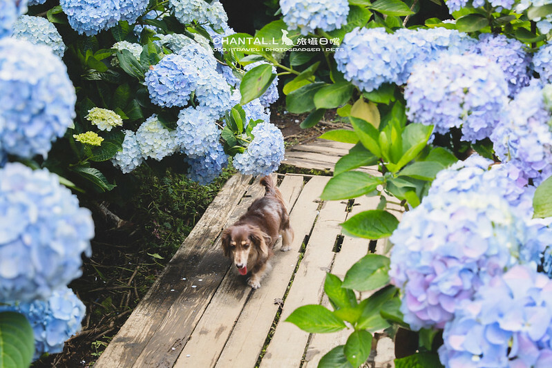 1J6A4062-2 拷貝 2 1J6A4062-2 拷貝 2