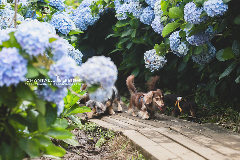 1J6A3998-2 拷貝 2 1J6A3998-2 拷貝 2