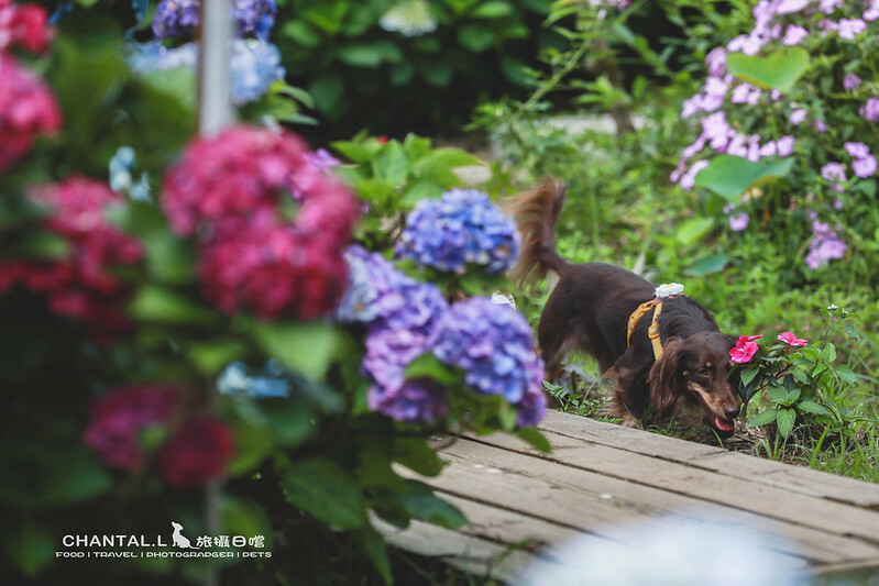 1J6A3982-2 拷貝 2 1J6A3982-2 拷貝 2