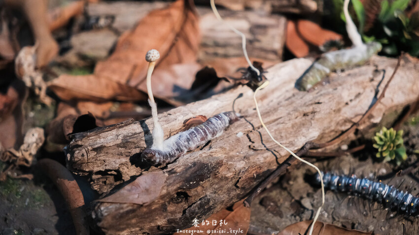 台中市霧峰區霧峰菇類產學館｜台中霧峰一日遊｜霧峰除了林家花園、光復新村外，一定也要來這間「台灣首座菇類博物館」！