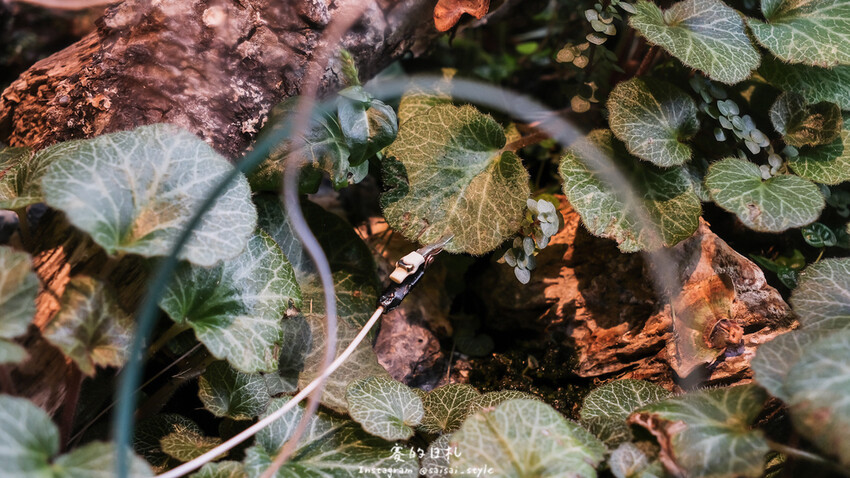 台中市霧峰區霧峰菇類產學館｜台中霧峰一日遊｜霧峰除了林家花園、光復新村外，一定也要來這間「台灣首座菇類博物館」！