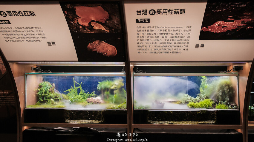 台中市霧峰區霧峰菇類產學館｜台中霧峰一日遊｜霧峰除了林家花園、光復新村外，一定也要來這間「台灣首座菇類博物館」！