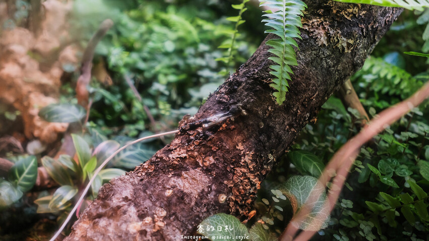 台中市霧峰區霧峰菇類產學館｜台中霧峰一日遊｜霧峰除了林家花園、光復新村外，一定也要來這間「台灣首座菇類博物館」！