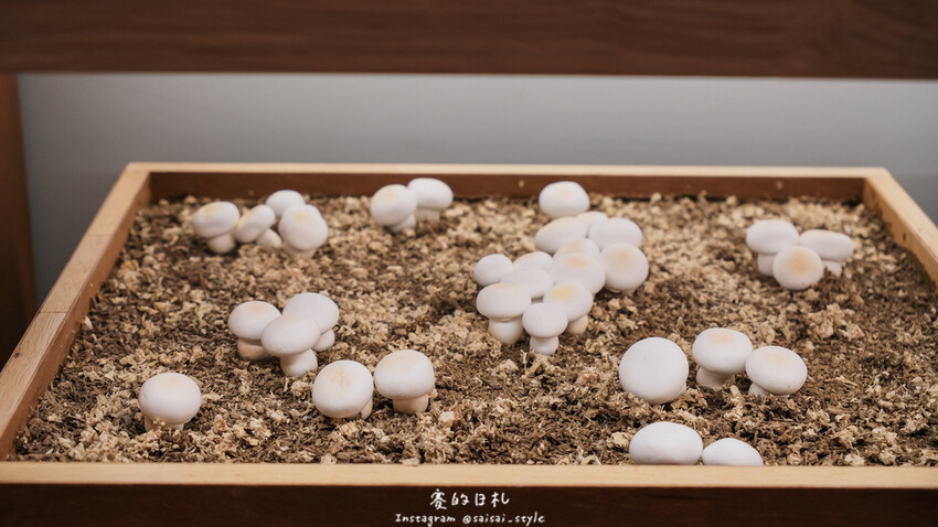 台中市霧峰區霧峰菇類產學館｜台中霧峰一日遊｜霧峰除了林家花園、光復新村外，一定也要來這間「台灣首座菇類博物館」！