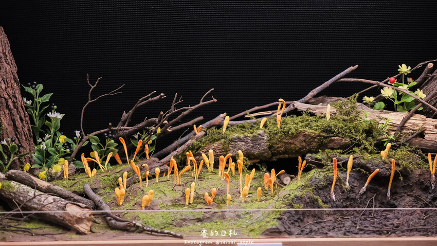 台中市霧峰區霧峰菇類產學館｜台中霧峰一日遊｜霧峰除了林家花園、光復新村外，一定也要來這間「台灣首座菇類博物館」！