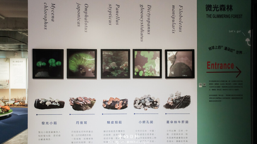 台中市霧峰區霧峰菇類產學館｜台中霧峰一日遊｜霧峰除了林家花園、光復新村外，一定也要來這間「台灣首座菇類博物館」！