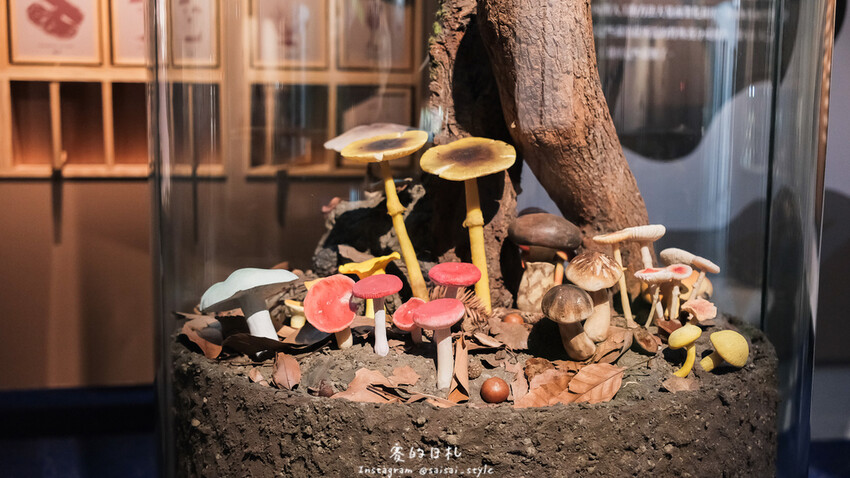 台中市霧峰區霧峰菇類產學館｜台中霧峰一日遊｜霧峰除了林家花園、光復新村外，一定也要來這間「台灣首座菇類博物館」！