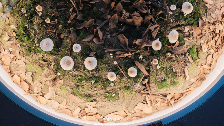 台中市霧峰區霧峰菇類產學館｜台中霧峰一日遊｜霧峰除了林家花園、光復新村外，一定也要來這間「台灣首座菇類博物館」！