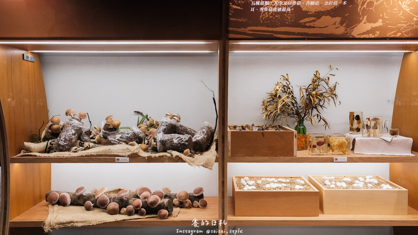 台中市霧峰區霧峰菇類產學館｜台中霧峰一日遊｜霧峰除了林家花園、光復新村外，一定也要來這間「台灣首座菇類博物館」！