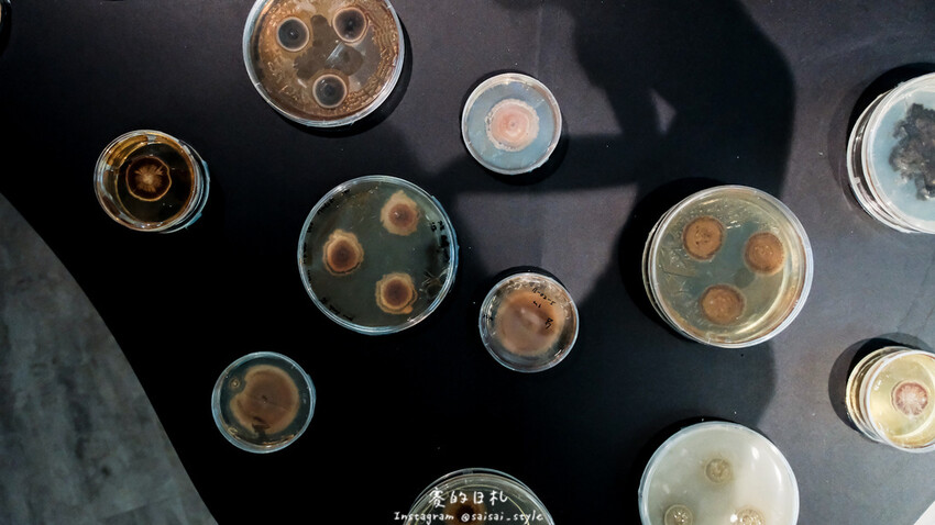 台中市霧峰區霧峰菇類產學館｜台中霧峰一日遊｜霧峰除了林家花園、光復新村外，一定也要來這間「台灣首座菇類博物館」！