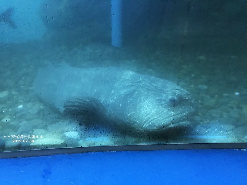 日本【2019北海道。露營車夏令營】日本最北的水族館 & 科學館.稚內 ノシャップ寒流水族館 (野寒布寒流水族館)