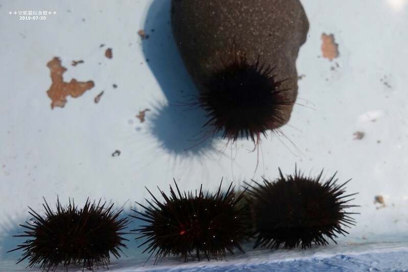 日本【2019北海道。露營車夏令營】日本最北的水族館 & 科學館.稚內 ノシャップ寒流水族館 (野寒布寒流水族館)