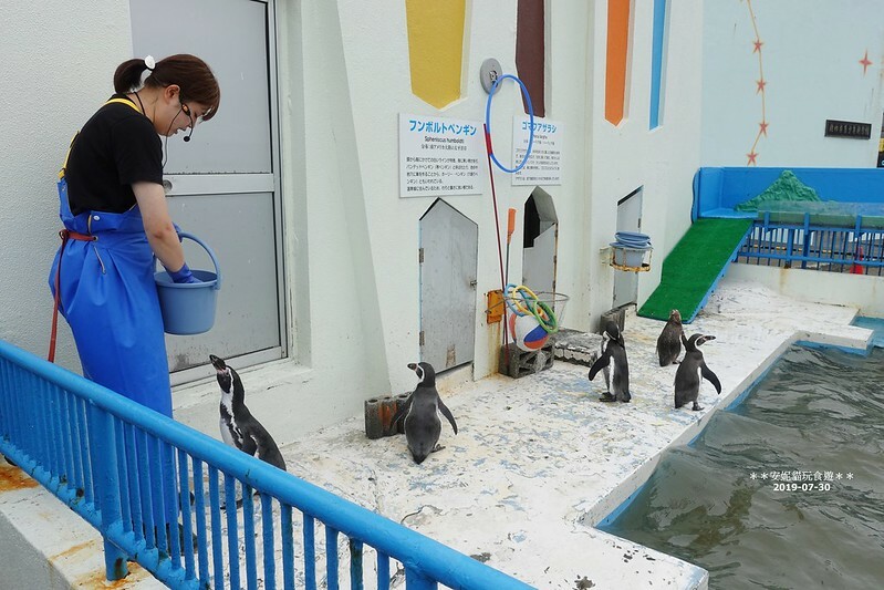 日本【2019北海道。露營車夏令營】日本最北的水族館 & 科學館.稚內 ノシャップ寒流水族館 (野寒布寒流水族館)