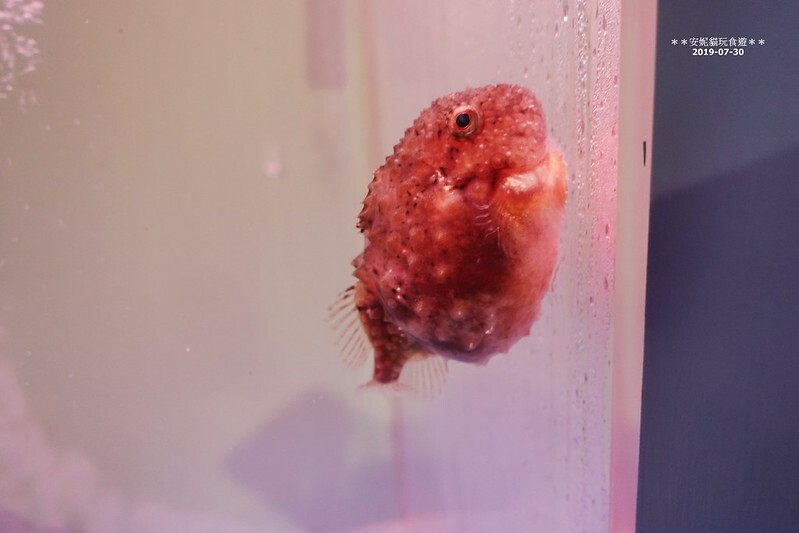 日本【2019北海道。露營車夏令營】日本最北的水族館 & 科學館.稚內 ノシャップ寒流水族館 (野寒布寒流水族館)