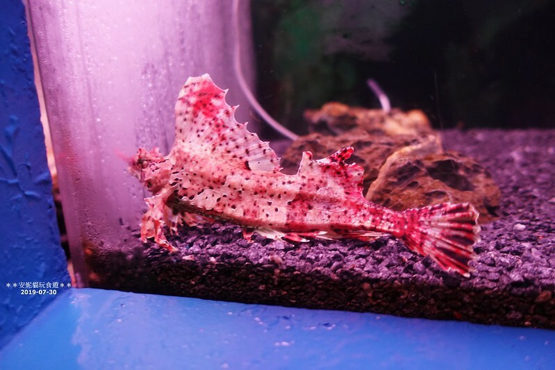 日本【2019北海道。露營車夏令營】日本最北的水族館 & 科學館.稚內 ノシャップ寒流水族館 (野寒布寒流水族館)