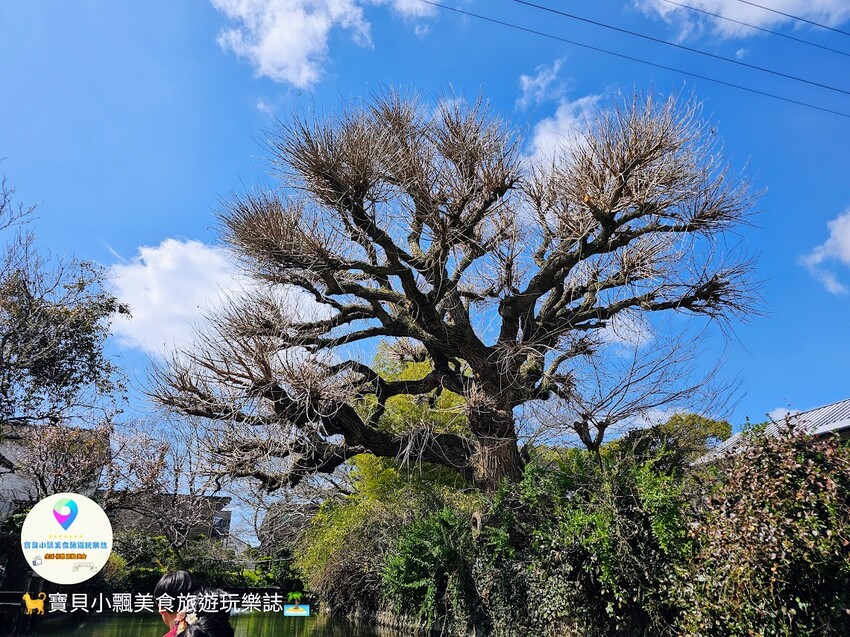 日本[旅遊]福岡 乘坐小舟悠遊柳川 欣賞獨特美景 不時船夫還會有唱經典童謠 悠閒享受難得自在時光~下船後周邊景