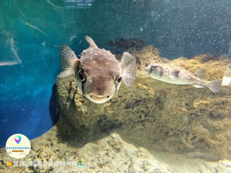 日本[旅遊]日本 九州 福岡 熊本 精選九組一日遊 旅遊行程懶人包