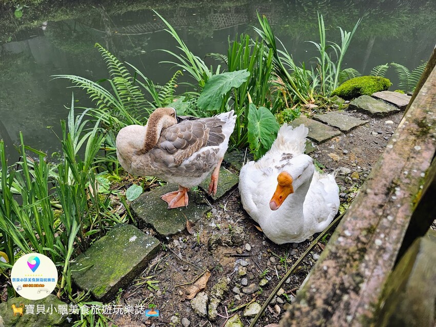 南投縣鹿谷鄉[旅宿]南投 溪頭福華渡假飯店 溪頭自然教育園區 全新漢光樓登場 雲霧繚繞夢幻仙境 享受芬多精洗禮 房客獨享