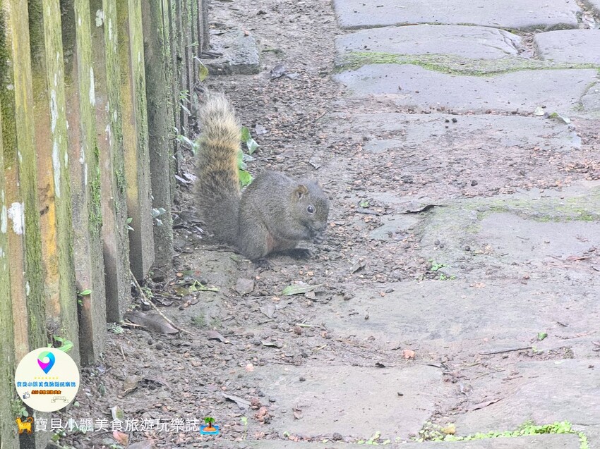 南投縣鹿谷鄉[旅宿]南投 溪頭福華渡假飯店 溪頭自然教育園區 全新漢光樓登場 雲霧繚繞夢幻仙境 享受芬多精洗禮 房客獨享