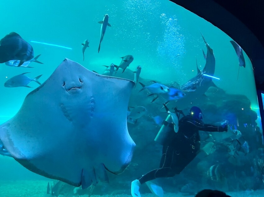 澎湖縣白沙鄉澎湖三天兩夜這樣玩！澎湖在地美食、景點懶人包，鮮蚵吃到飽500元有找！